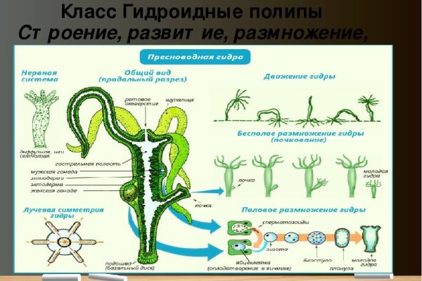 Кракен 9ат