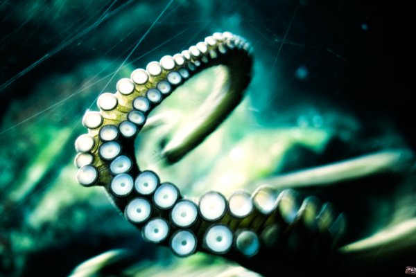 Kraken cc ссылка