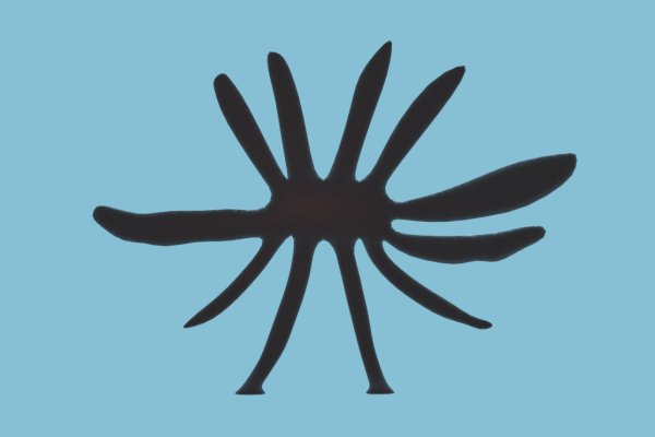 Kraken 5 at